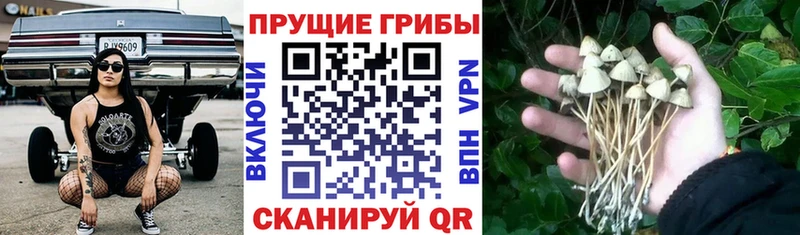 Псилоцибиновые грибы MAGIC MUSHROOMS  blacksprut сайт  Котельниково 